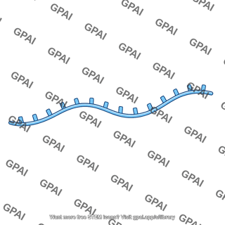 Single stranded dna