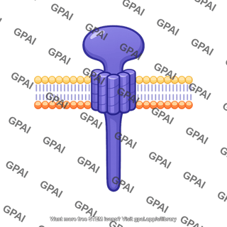 Transmembrane receptor