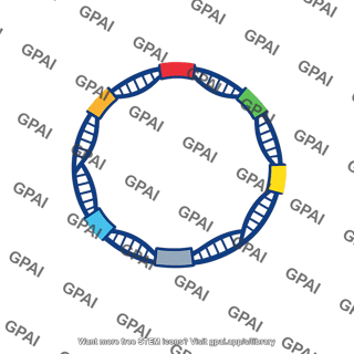 R plasmid