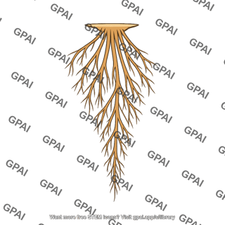 Plant anchoring structure