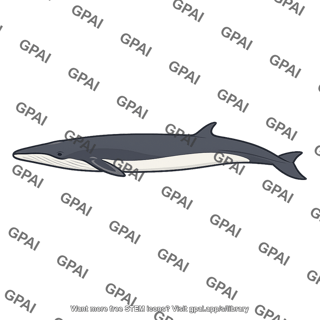 Fin whale