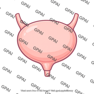 Urinary bladder