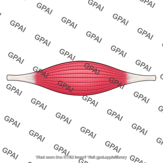 Fusiform skeletal muscle