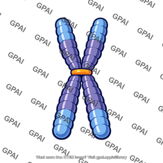 Eukaryotic chromosome metaphase