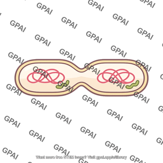 Bacterium binary fission