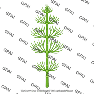 Charophyte