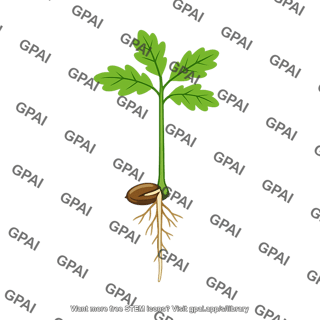 Oak seedling