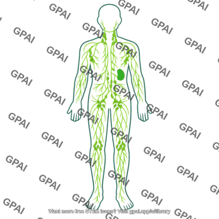 Lymphatic system body outline
