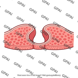 Coelomic cavity formed by splitting