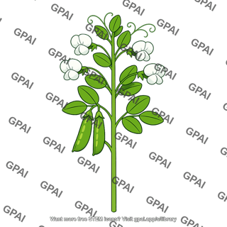 Pea plant true breeding