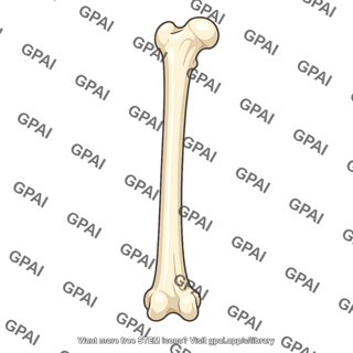 Hind limb bone