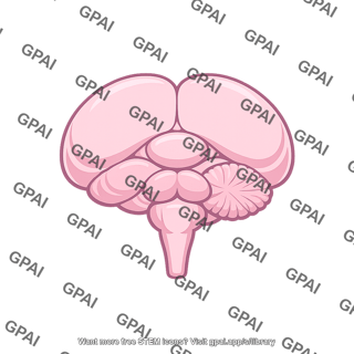 Songbird brain cross section