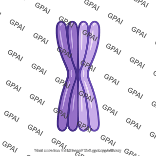 Chromosome synapsed