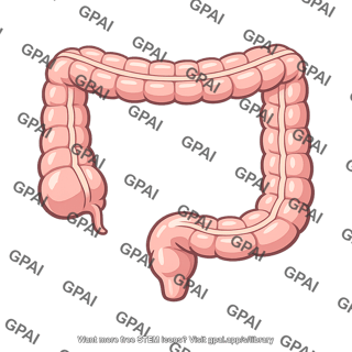Human colon