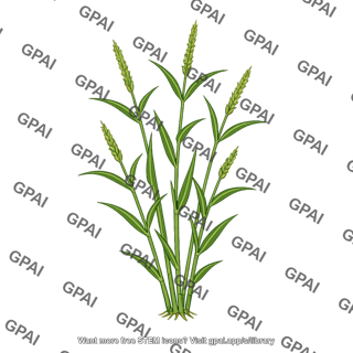 Teosinte grass