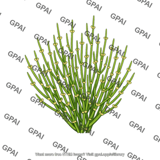 Ephedra