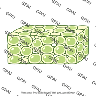 Ground tissue