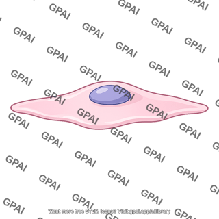 Alveolar epithelial cell