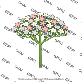Inflorescence