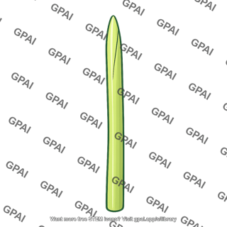 Grass coleoptile