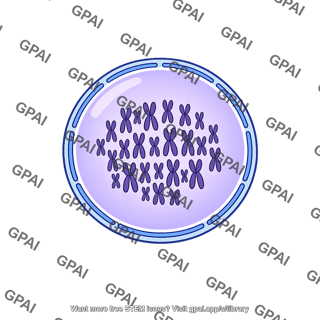 Somatic cell nucleus