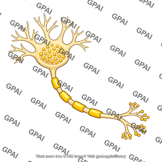Dopamine producing neuron