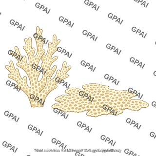 Bryozoan