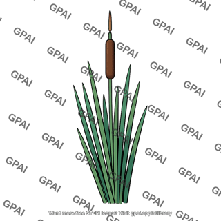Typha angustifolia