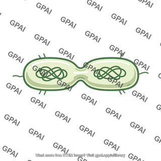 Bacterium dividing