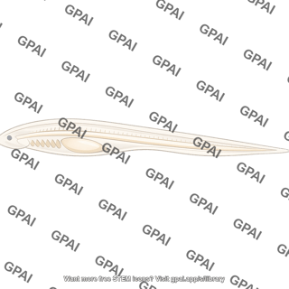 Lancelet larva