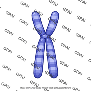 Metaphase chromosome