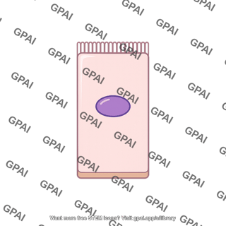 Transport epithelial cell