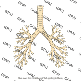 Tracheobronchial tree