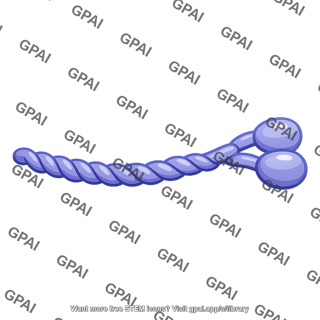Myosin motor