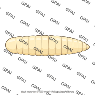 Drosophila embryo segmented