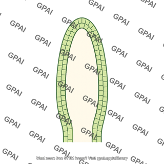 Protoderm