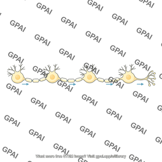 Neural pathway
