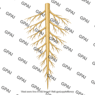 Vascular plant root