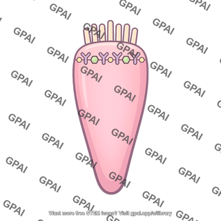 Taste receptor cell bitter