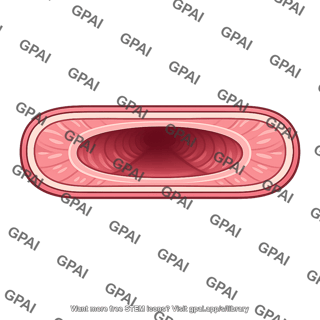 Digestive tract lumen