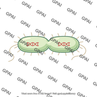Escherichia coli bacterium dividing