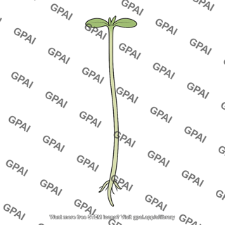 Hypocotyl elongated