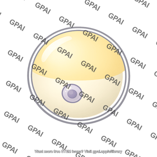 Polarized animal egg cell