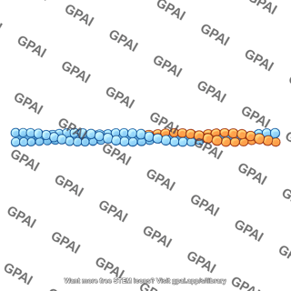 Muscle protein filament
