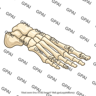 Foot bones