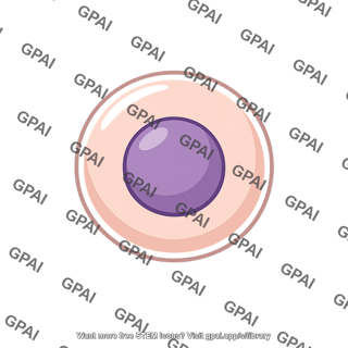 Human germ cell