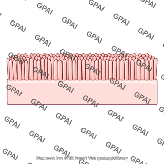 Brush border