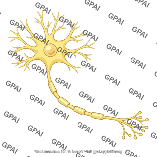 Spinal cord motor neuron