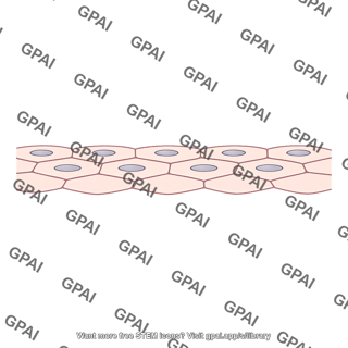 Stratified squamous epithelium