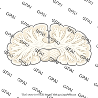 White matter brain